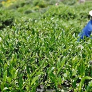 Organic Certification for Tea
