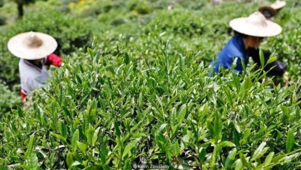 Organic Certification for Tea